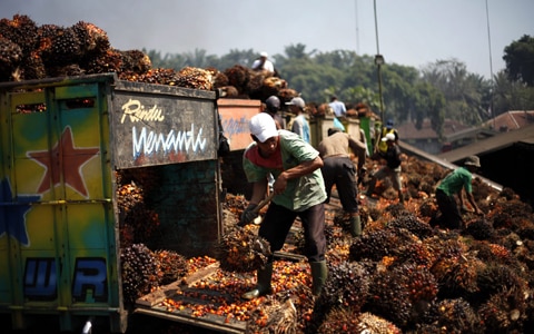 2978_indo-oil-palm-fruits-20130326-aap.jpg